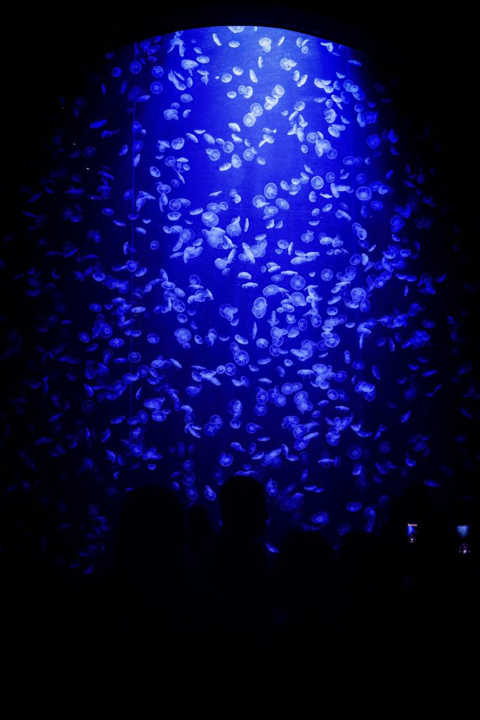 Tour de Bioluminiscencia en Kayak